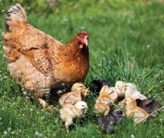 환경변화와 닭의 스트레스·면역 반응 차이 밝혀